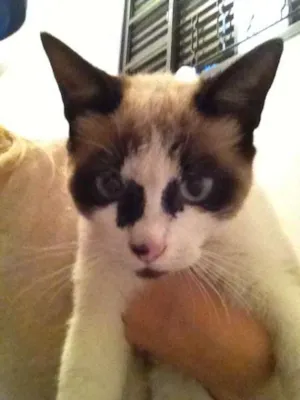 Gato raça Mestiço a siâmes idade 2 a 6 meses nome Luidgi