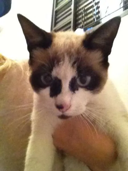 Gato ra a Mestiço a siâmes idade 2 a 6 meses nome Luidgi