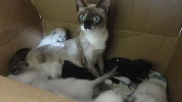 Gato ra a Siamês idade Abaixo de 2 meses nome Filhotes