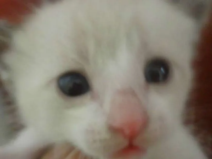 Gato ra a Siamês idade Abaixo de 2 meses nome Filhotes