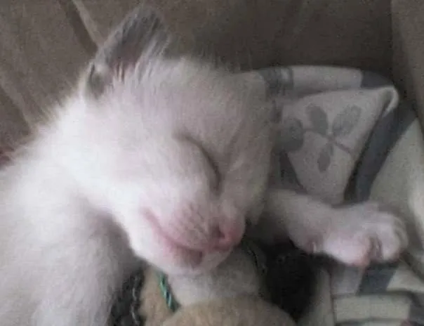 Gato ra a Siamês idade Abaixo de 2 meses nome Filhotes