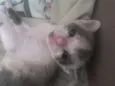 Filhotes