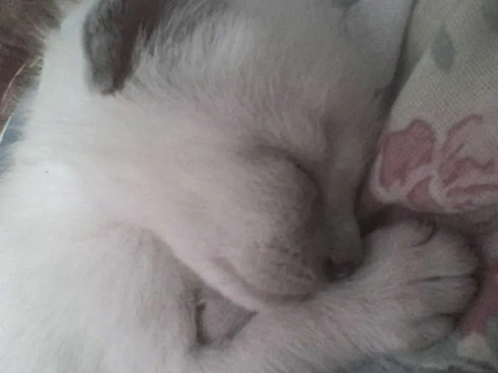 Gato ra a Siamês idade Abaixo de 2 meses nome Filhotes