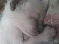 Filhotes