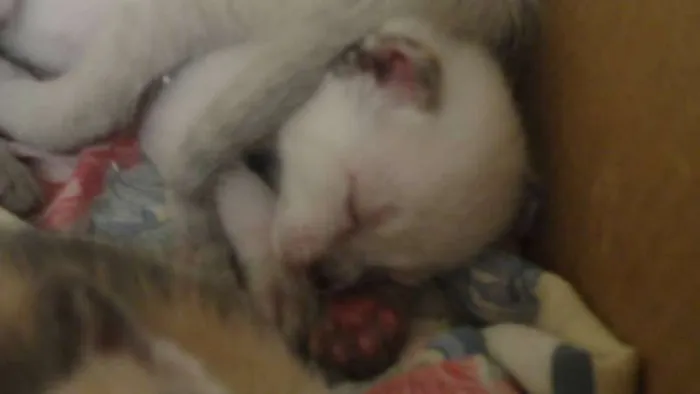 Gato ra a Siamês idade Abaixo de 2 meses nome Filhotes