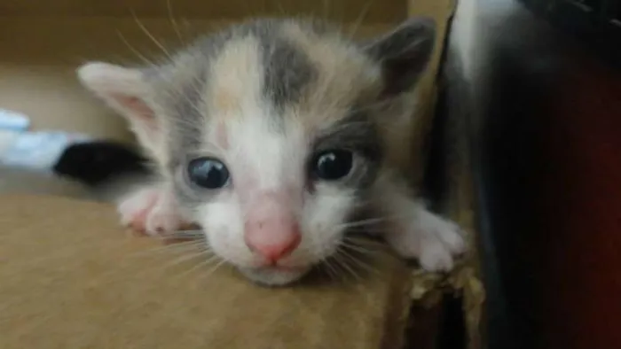 Gato ra a Siamês idade Abaixo de 2 meses nome Filhotes