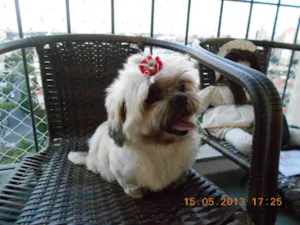 Cachorro raça lhasa apso idade 6 ou mais anos nome Lenda dos Alpes Verdes