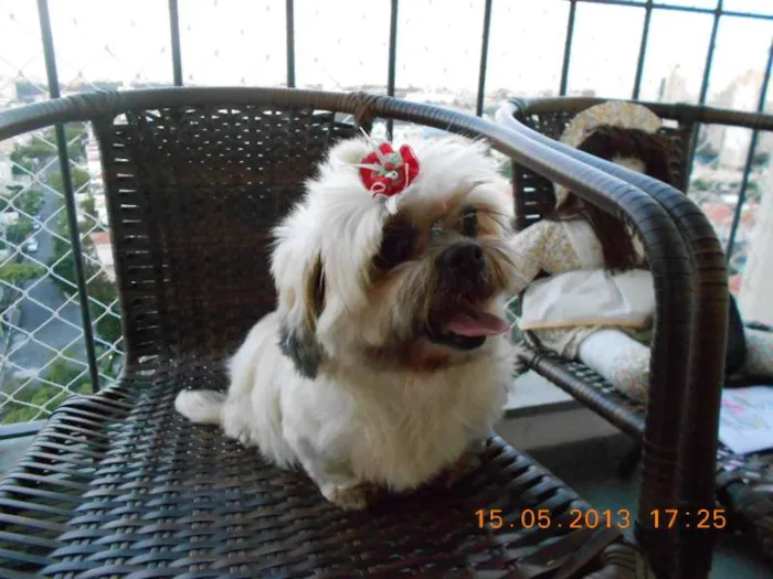 Cachorro ra a lhasa apso idade 6 ou mais anos nome Lenda dos Alpes Verdes