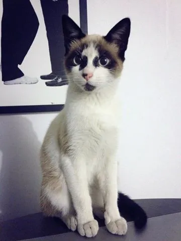 Gato ra a Mestiço a siâmes idade 2 a 6 meses nome Luidgi