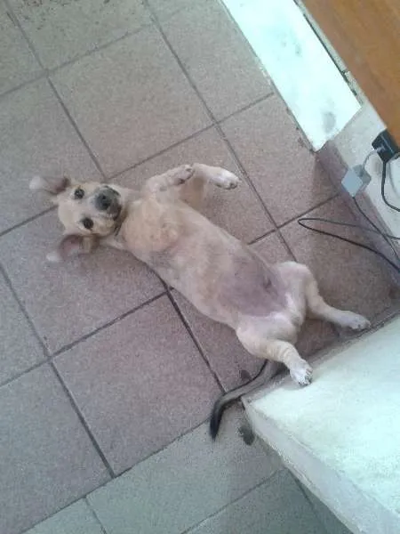 Cachorro ra a SRD idade 2 a 6 meses nome Bolinha