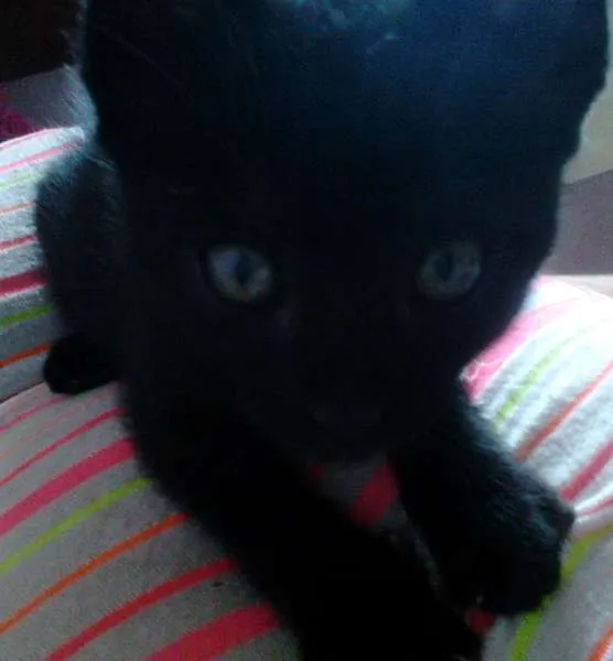 Gato ra a indefinida idade 2 a 6 meses nome sem nomes