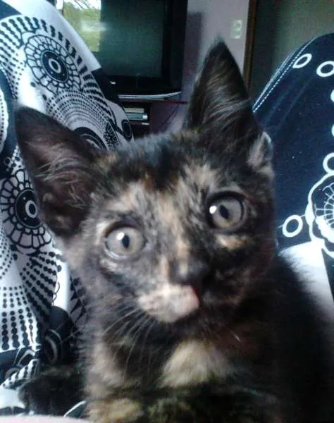 Gato ra a indefinida idade 2 a 6 meses nome sem nomes