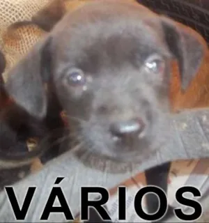 Cachorro raça nao tenho preferençia idade 2 a 6 meses nome dogy
