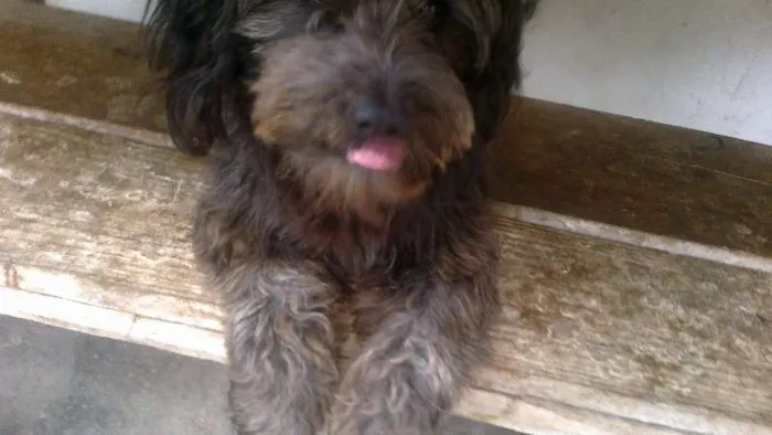 Cachorro ra a indefinida idade 1 ano nome Negao