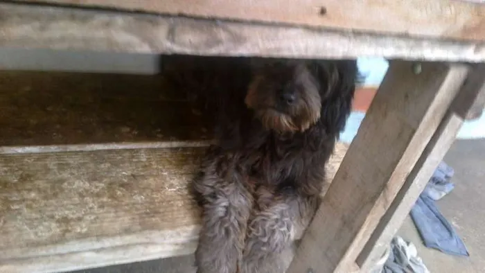 Cachorro ra a indefinida idade 1 ano nome Negao