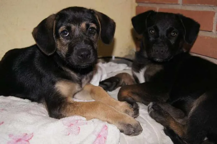 Cachorro ra a SRD idade 2 a 6 meses nome Filhotas
