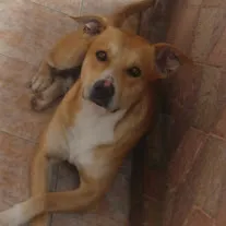 Cachorro raça Pit com vira idade 4 anos nome Lion