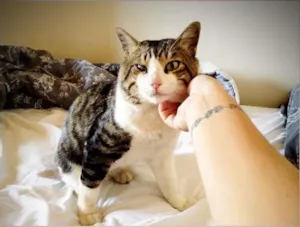 Gato raça SRD idade 4 anos nome Chorão
