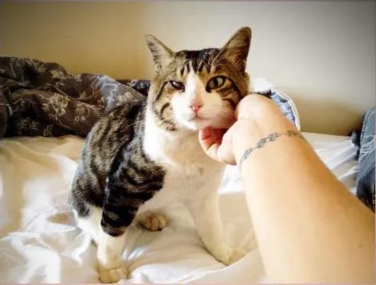 Gato ra a SRD idade 4 anos nome Chorão