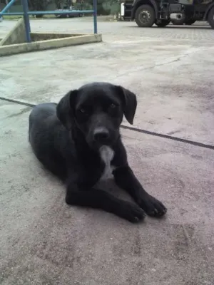 Cachorro raça SRD idade 1 ano nome Nina