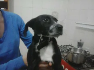 Cachorro raça SRD idade 2 a 6 meses nome Toby
