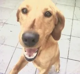 Cachorro ra a não sei... idade 2 a 6 meses nome Pingo