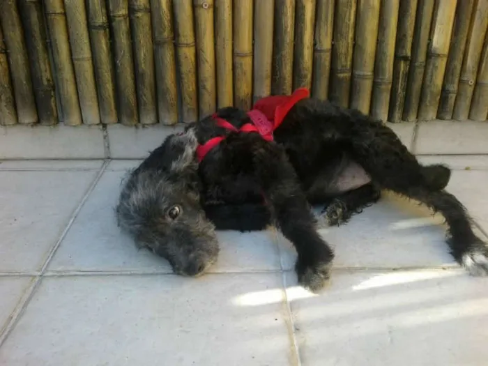Cachorro ra a SRD MIX POODLE idade 2 a 6 meses nome LUNA