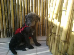 Cachorro raça SRD MIX POODLE idade 2 a 6 meses nome LUNA