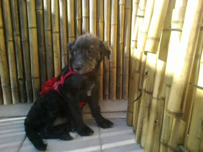 Cachorro ra a SRD MIX POODLE idade 2 a 6 meses nome LUNA