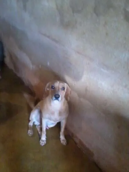 Cachorro ra a sem raça idade 4 anos nome branco GRATIFICA