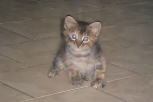 Gato raça SRD idade 2 a 6 meses nome Lindinhas