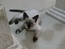 Gato raça Siamês idade 2 a 6 meses nome Nina