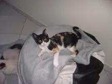 Gato ra a Tricolor idade 2 a 6 meses nome Carminha
