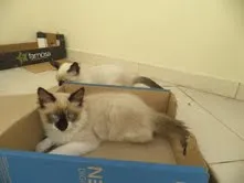 Gato ra a Siamês idade 2 a 6 meses nome Tufinho