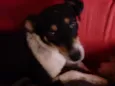 Nina