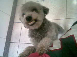 Cachorro raça Poodle idade 6 ou mais anos nome Rick