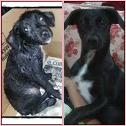 Cachorro ra a SRD idade 7 a 11 meses nome bibi