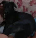bibi