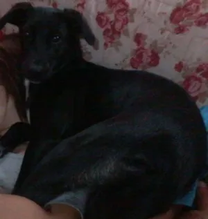 Cachorro raça SRD idade 7 a 11 meses nome bibi