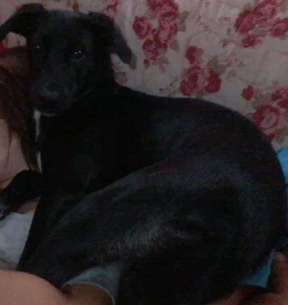 Cachorro ra a SRD idade 7 a 11 meses nome bibi