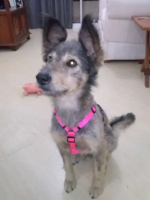 Cachorro raça SRD idade 2 anos nome Wally