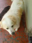 Lua