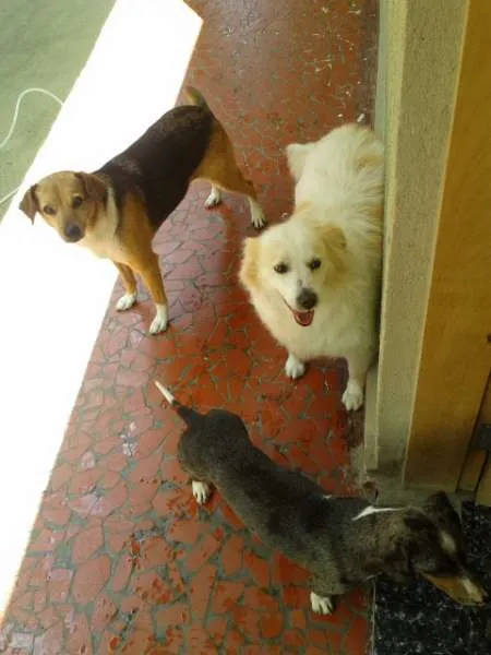 Cachorro ra a SRD idade 6 ou mais anos nome Lua