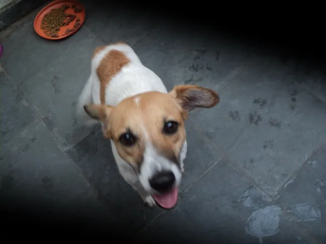 Cachorro ra a srd idade  nome caramelo