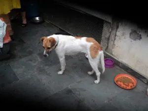 Cachorro raça srd idade  nome caramelo