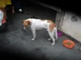 caramelo