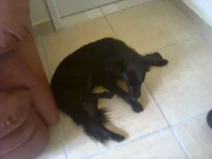 Cachorro raça Não sei idade 7 a 11 meses nome Sem nome