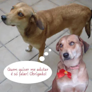 Cachorro raça Vira Lata idade  nome Vitória