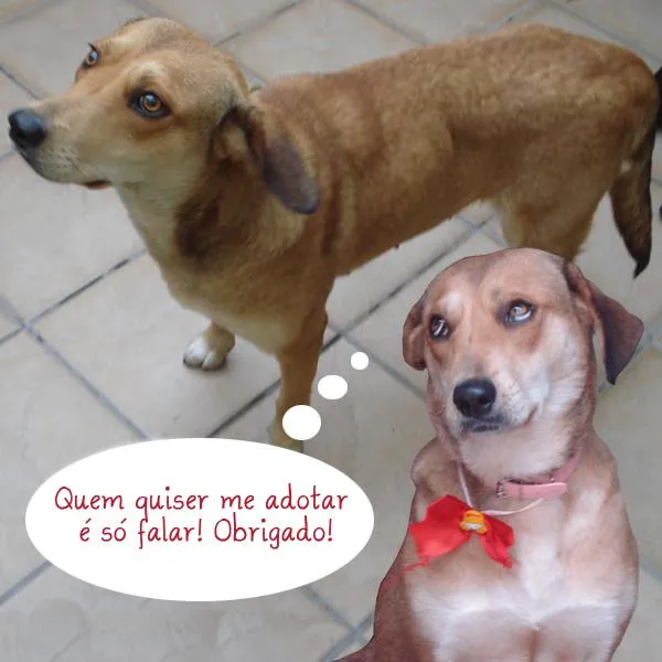 Cachorro ra a Vira Lata idade  nome Vitória