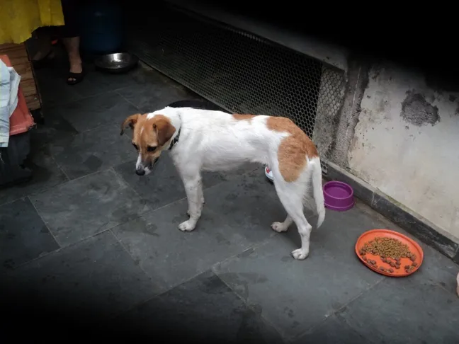 Cachorro ra a Srd idade 1 ano nome Fredy